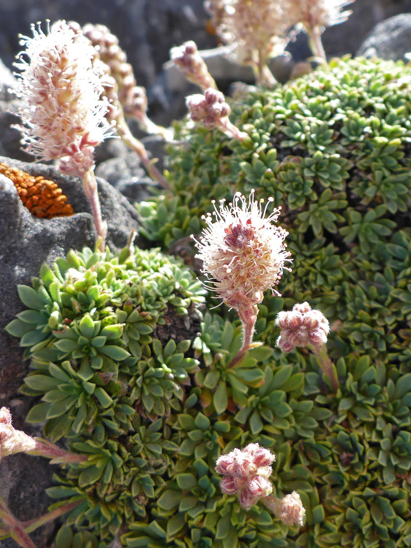 Clustered, basal leaves