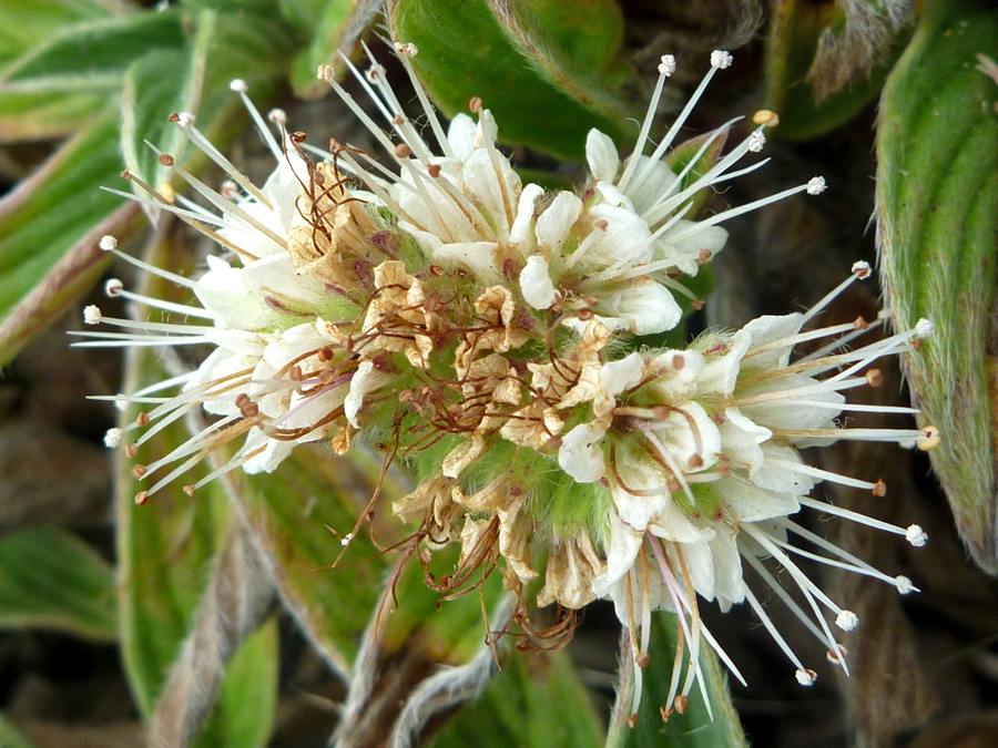 White flowers