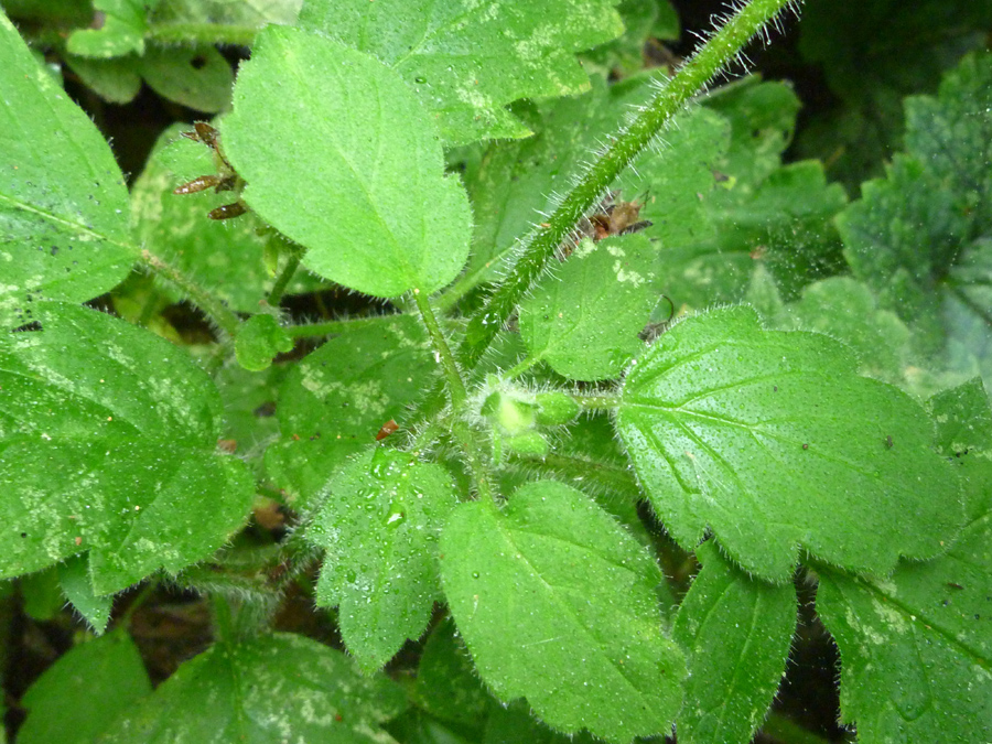 Hairy leaves