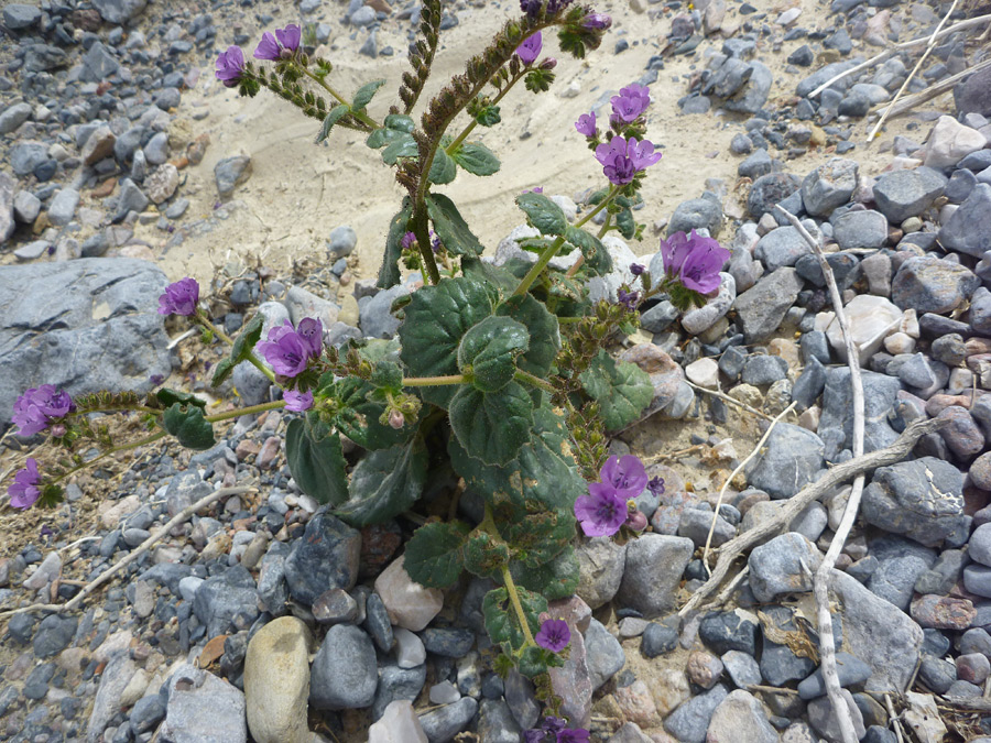 Flowers and leaves