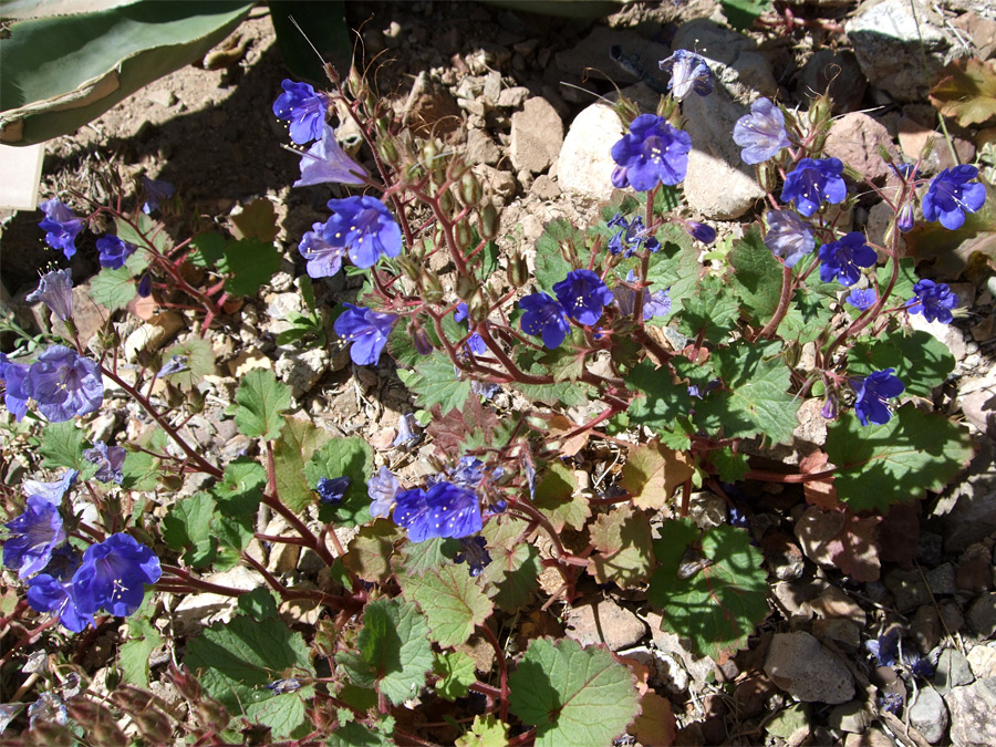 Blue flowers