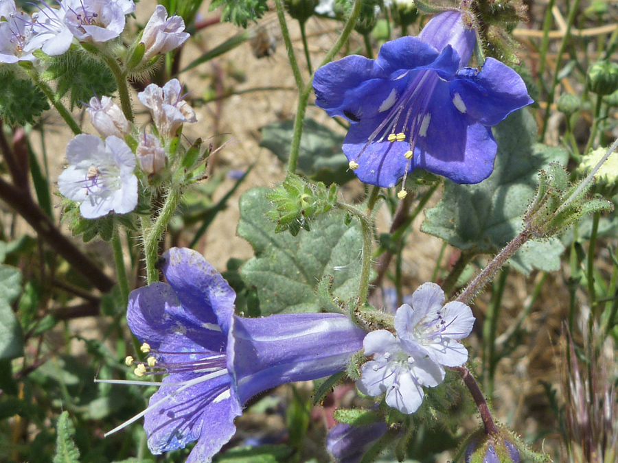 Phacelia Campanularia