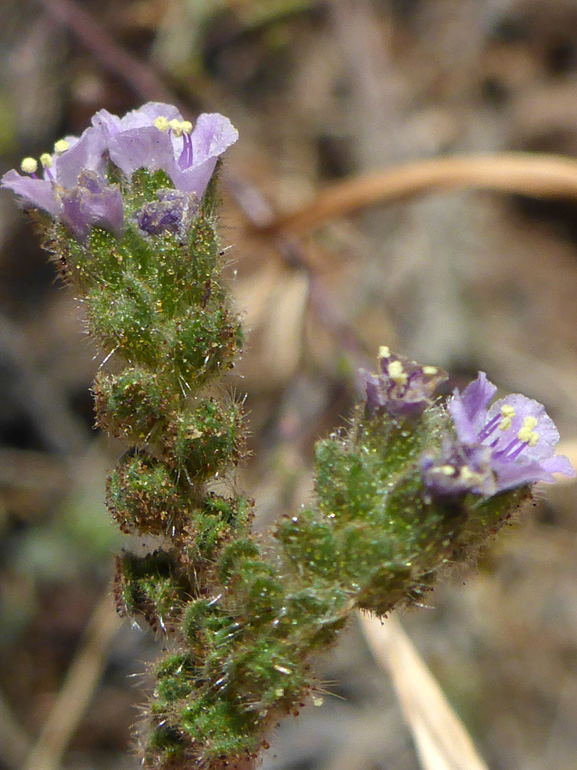 Two flowering stems