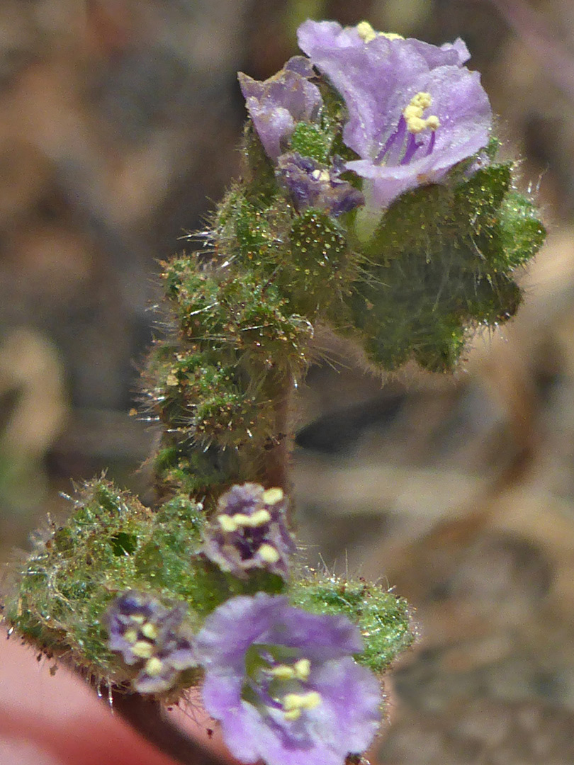 Pale purple flowers