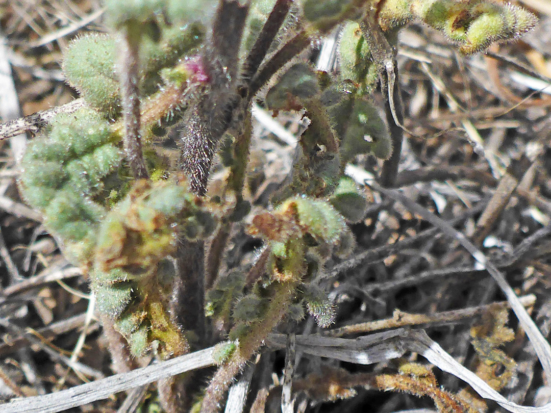 Hairy leaves