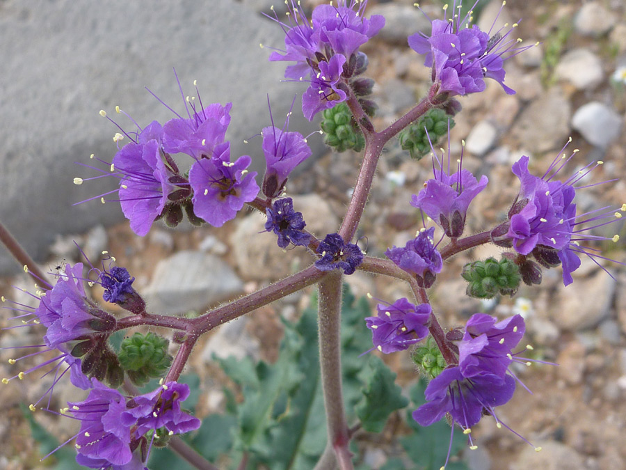 Phacelia Crenulata