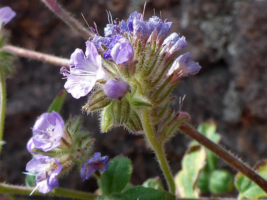 Withering flowers