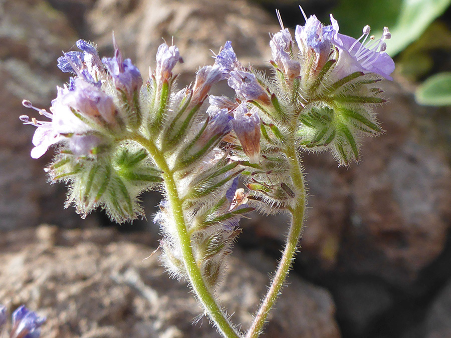 Bristly calyces