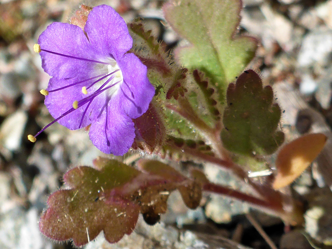 Notch-leaved-phacelia