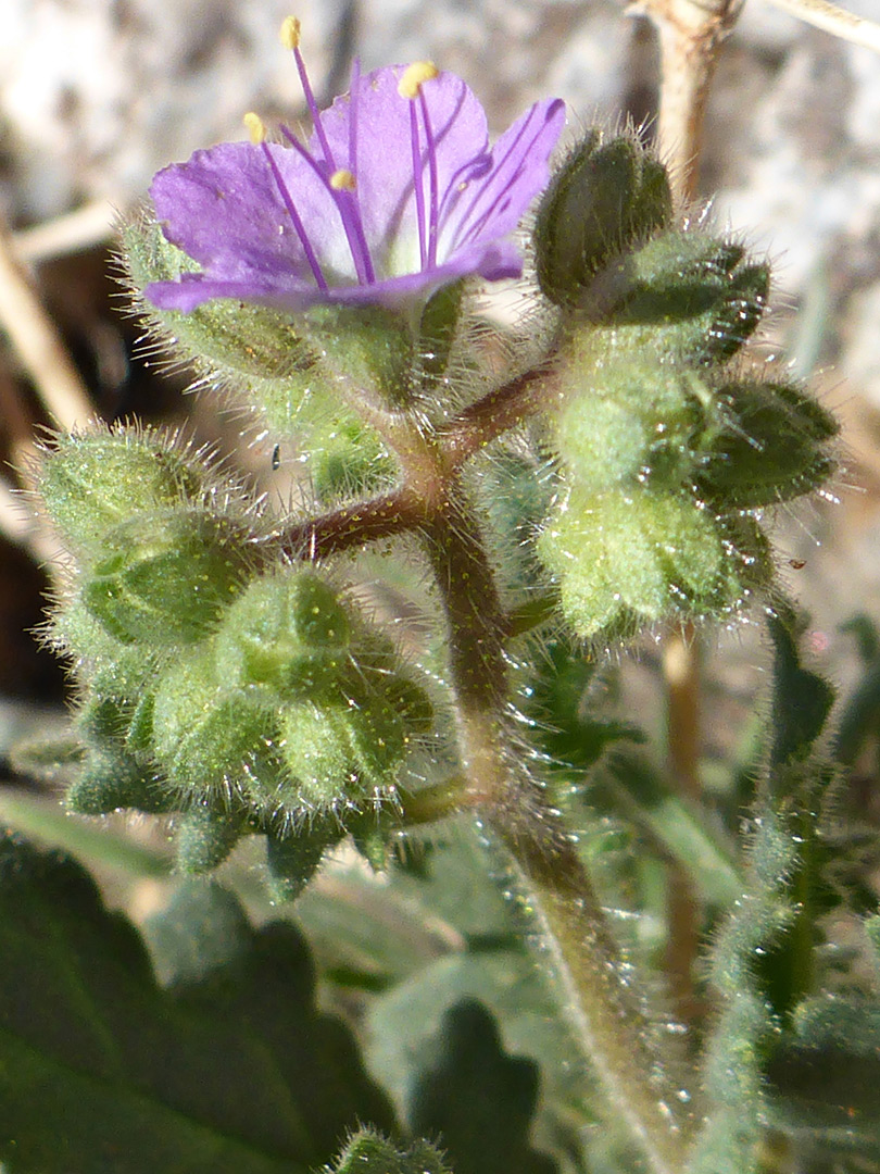 Corolla and calyces