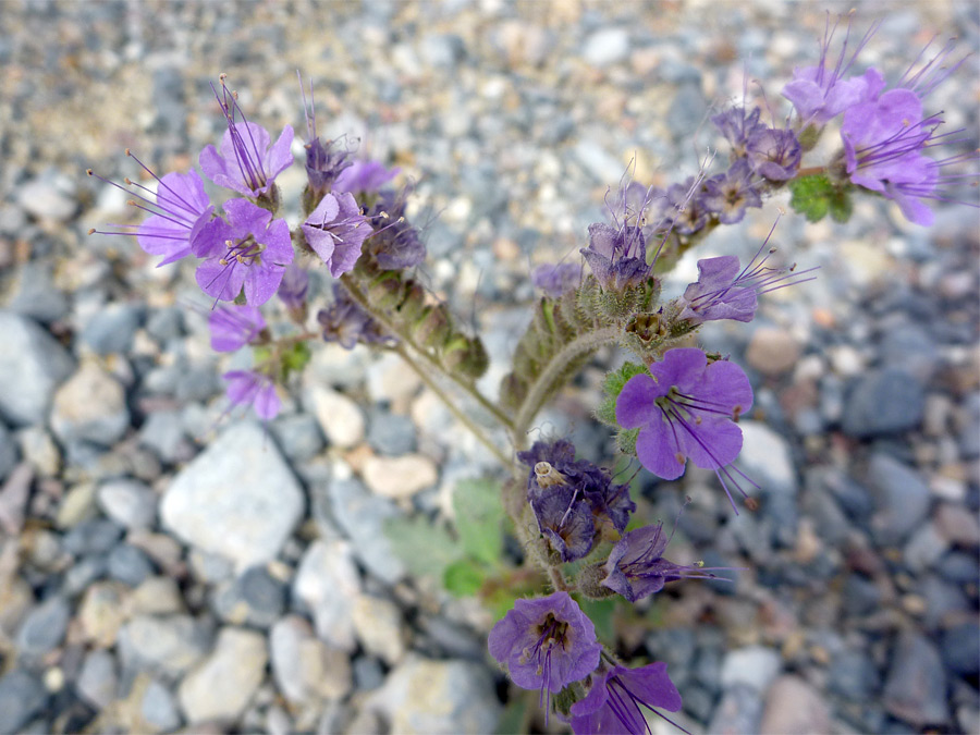 Purple flowers