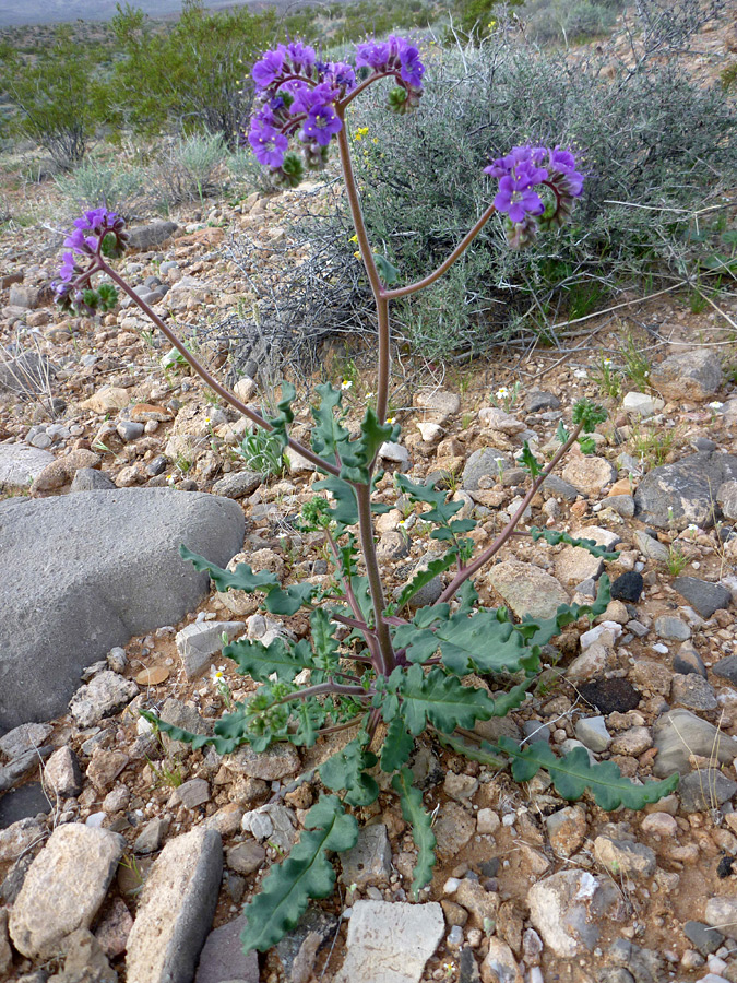 Flowers and leaves