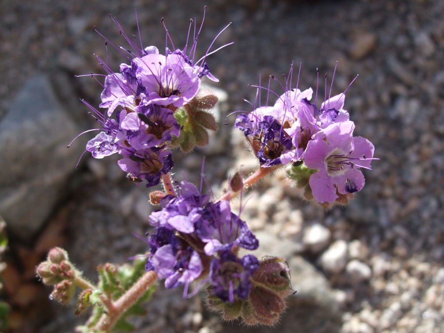 Pinkish flowers