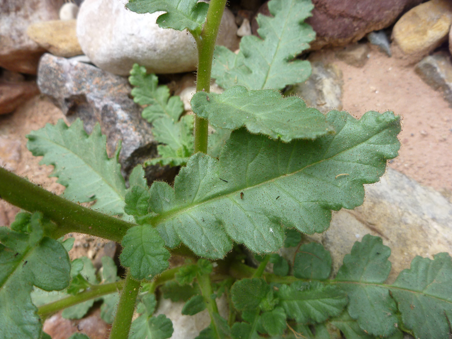 Green leaves