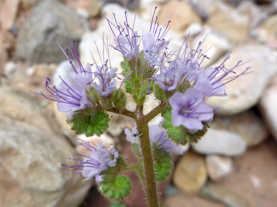 Long stamens