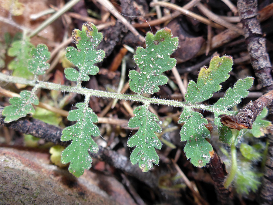 Compound leaf