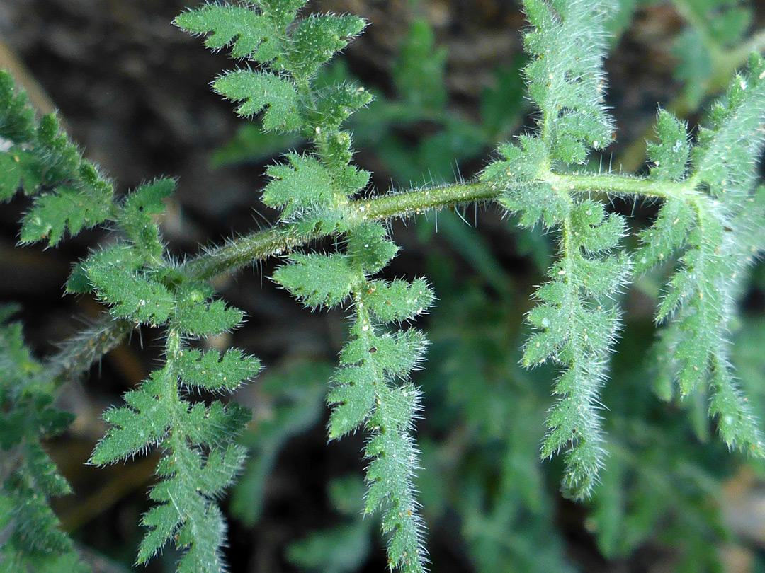 Hairy leaf