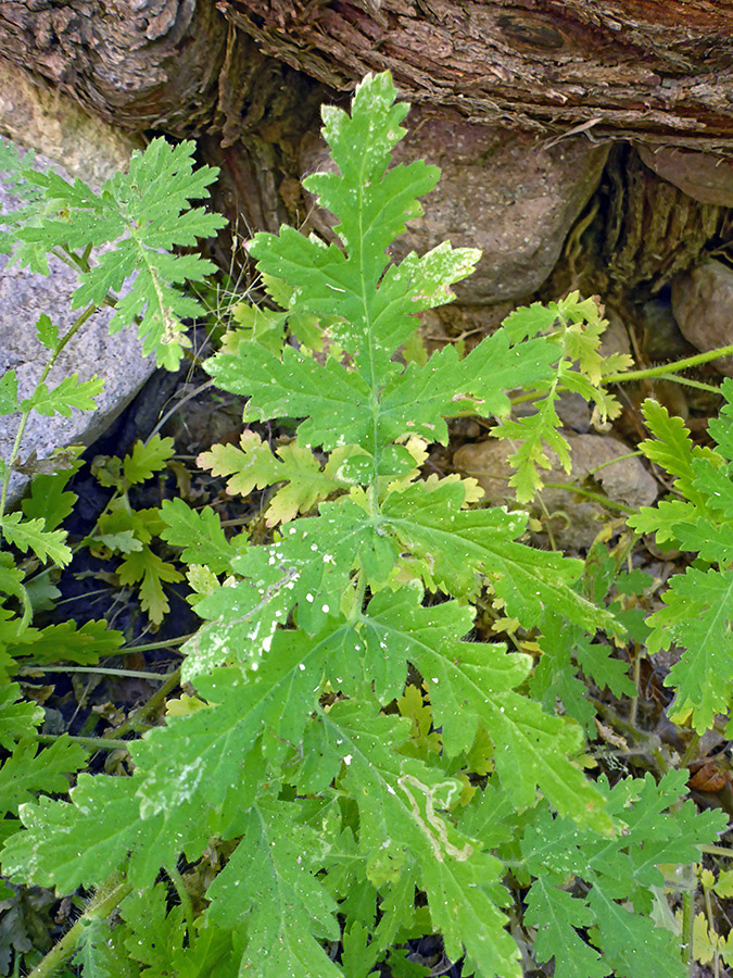 Lobed, compound leaves