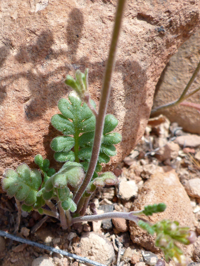 Small basal leaves