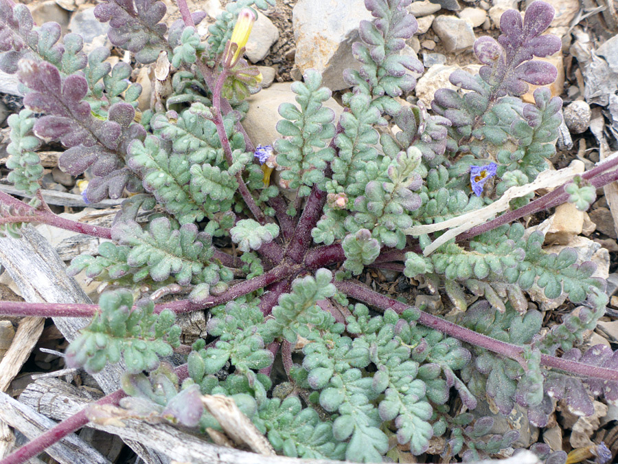 Lobed leaves and purple stems