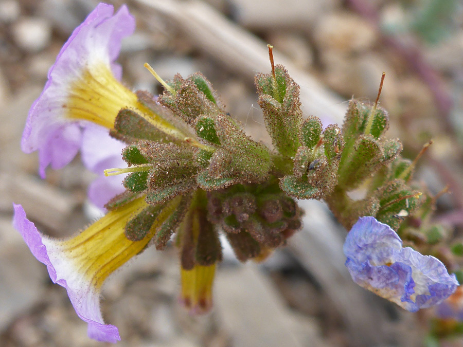 Flowers and bracts