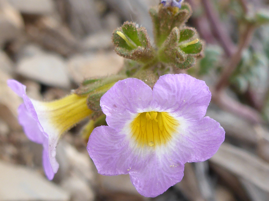 Two flowers