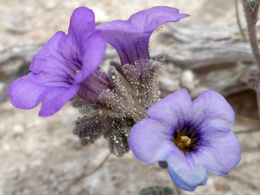 Three flowers