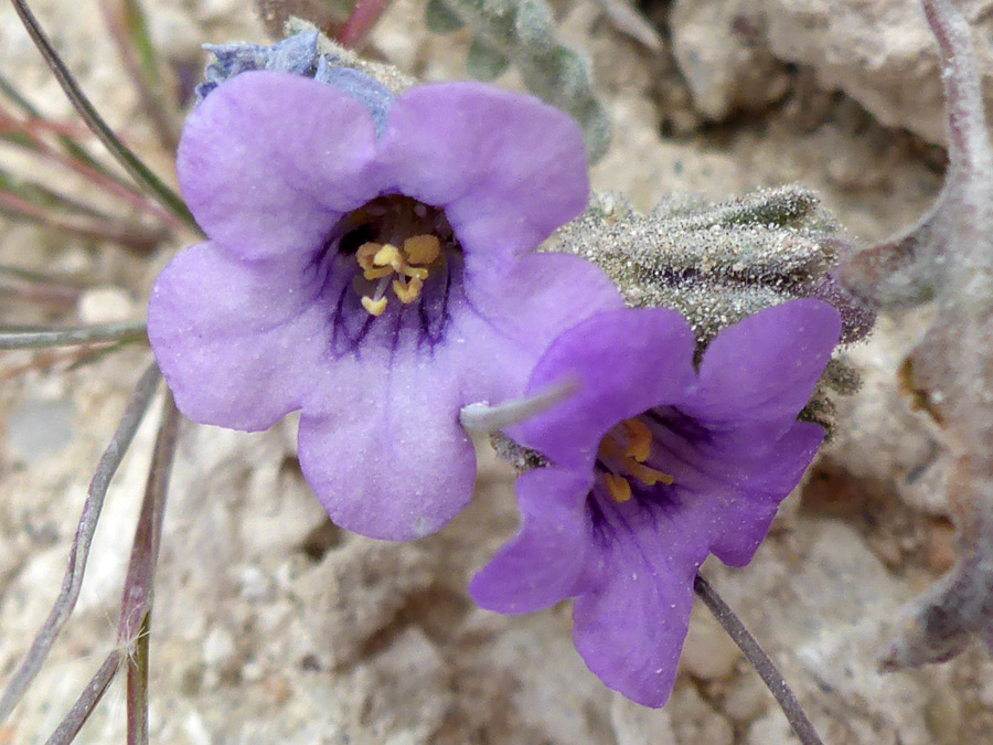 Purple flowers