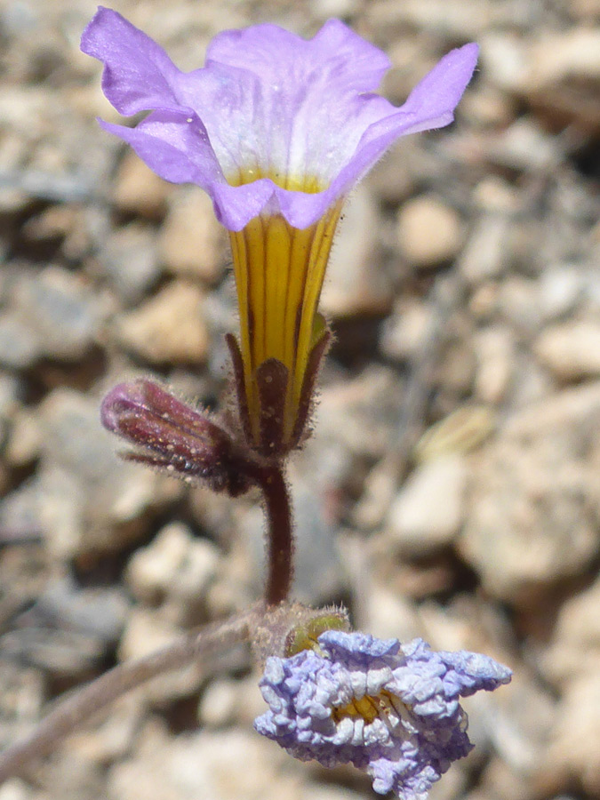 Calyx and corolla