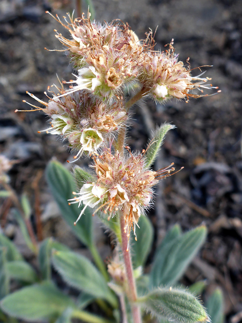 Withering flowers