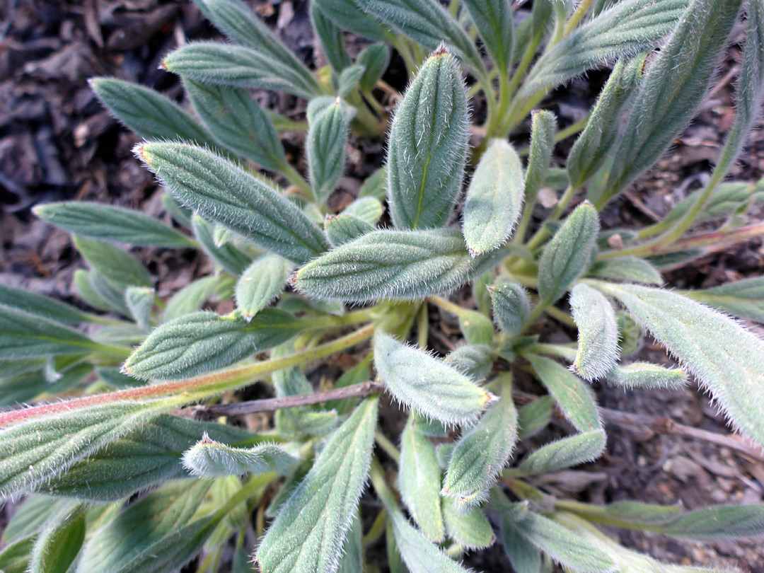 Hairy, veined leaves