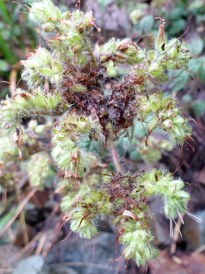 Withered flowers