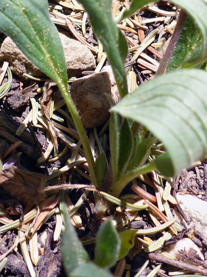 Basal leaves