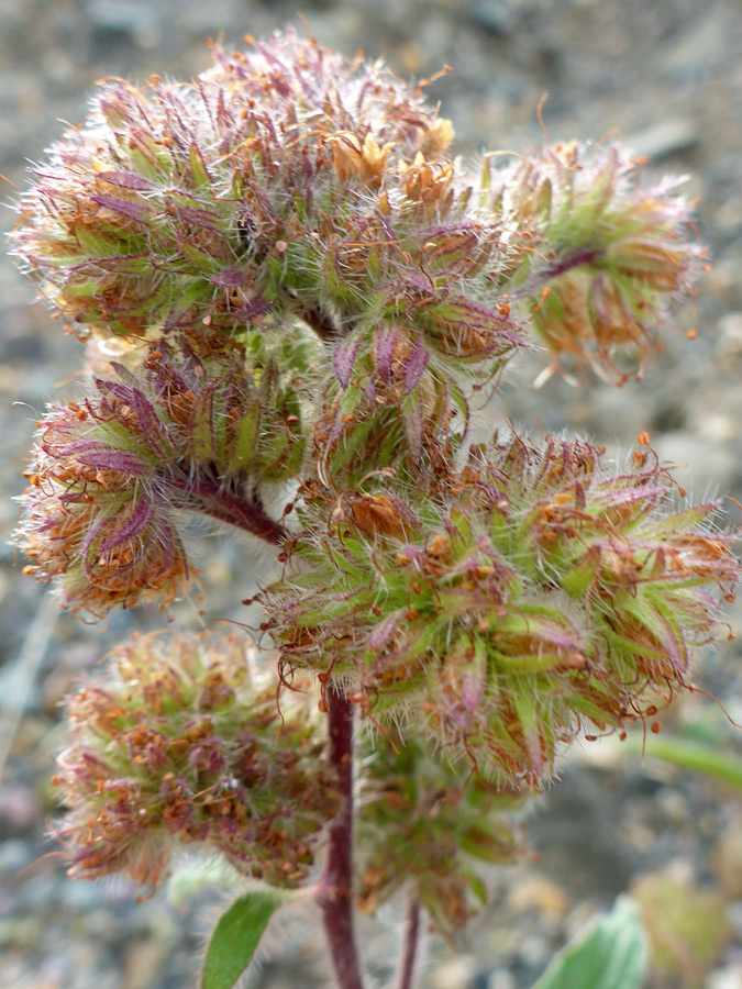 Dense inflorescence