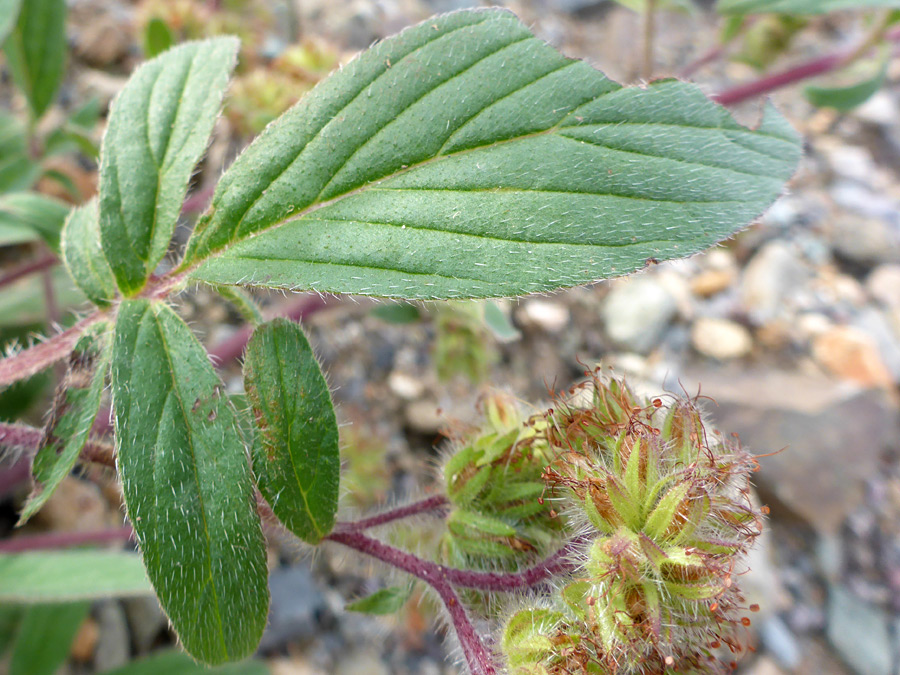 Hairy leaves