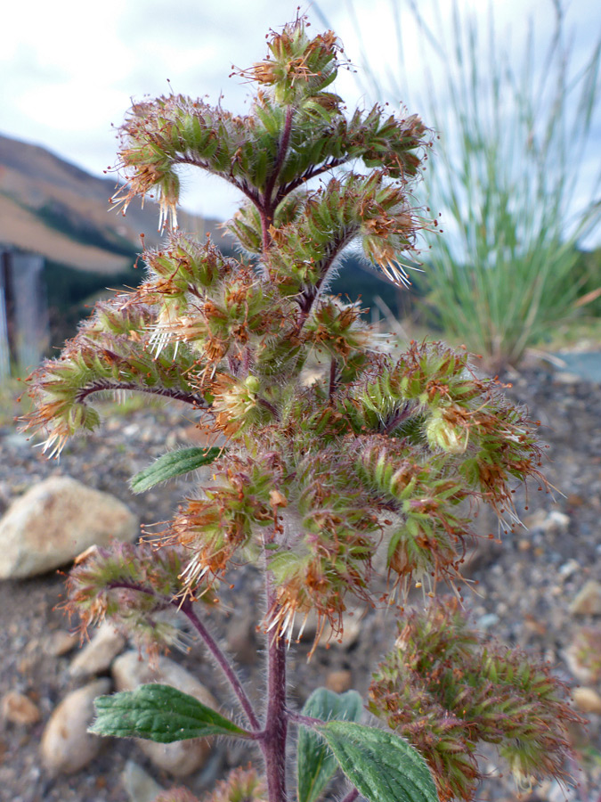 Curving flower stalks