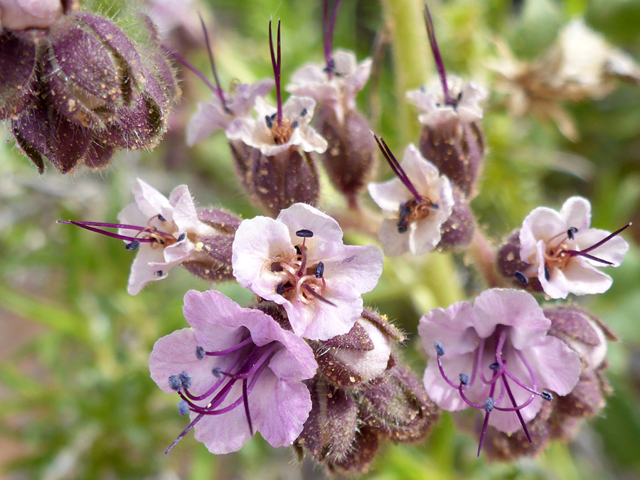 Pink flowers