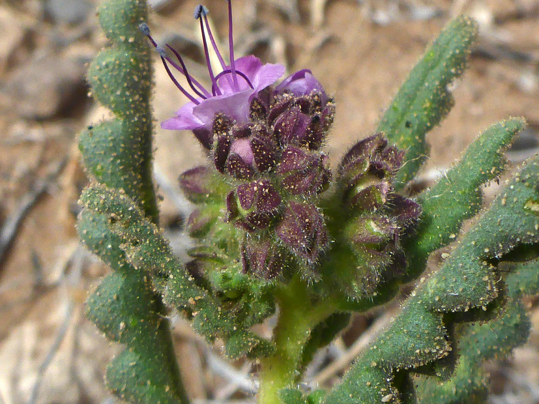Leaves and flowers