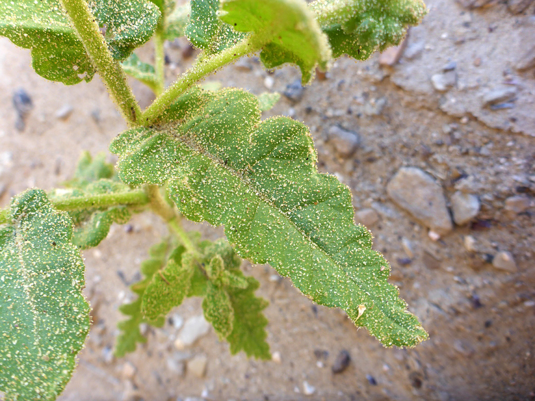 Sandy leaves