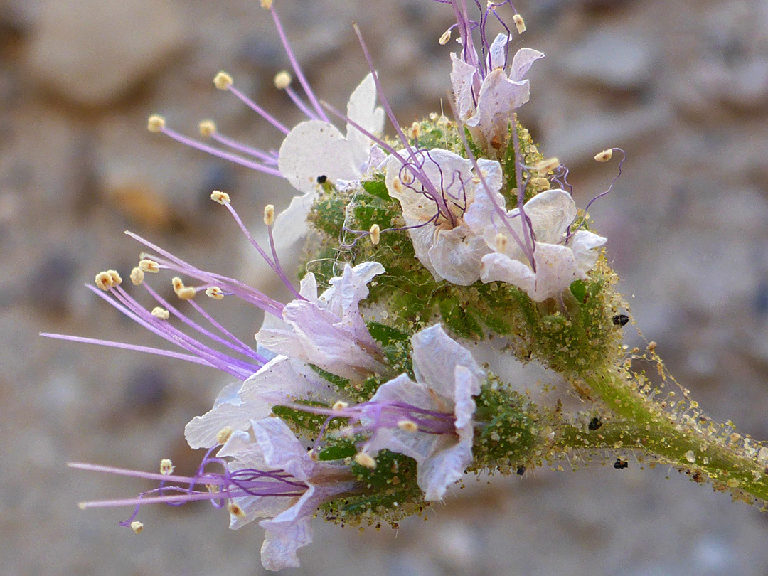 Glandular inflorescence