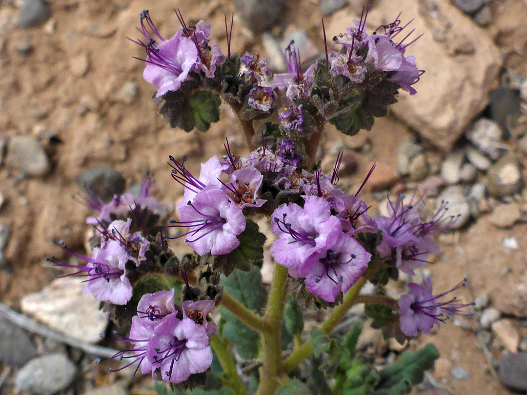 Clustered infloresence