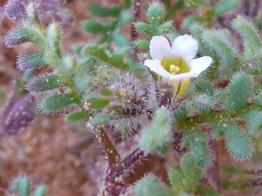 White flower