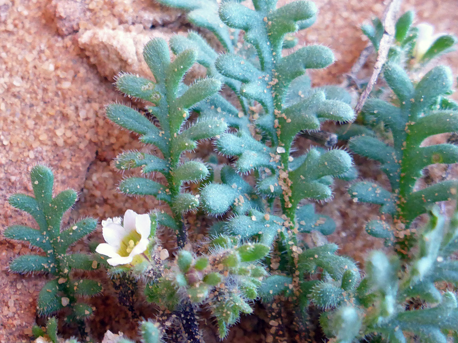 Flower and leaves