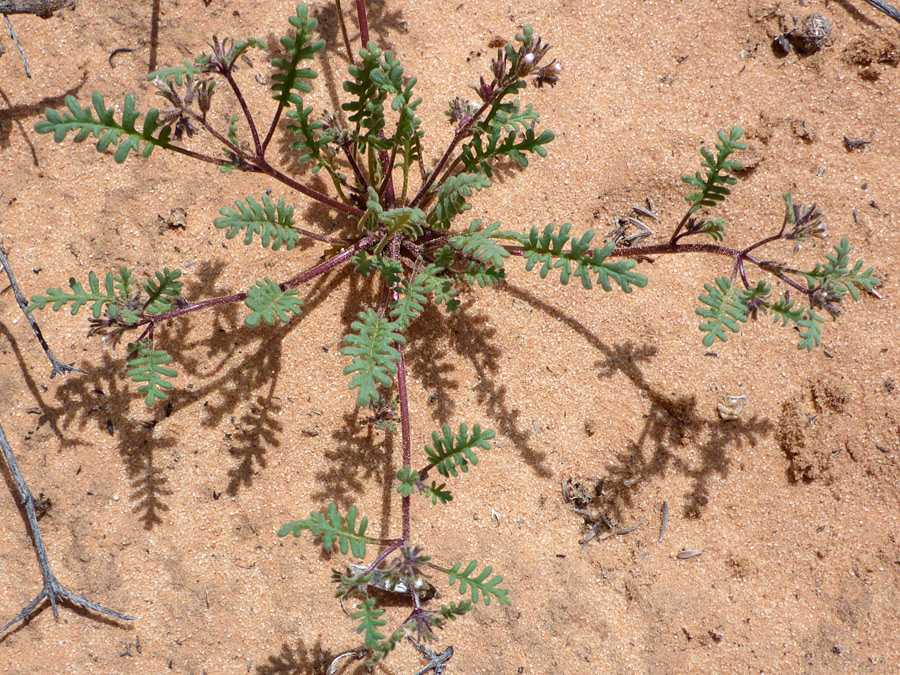 Plant on sand