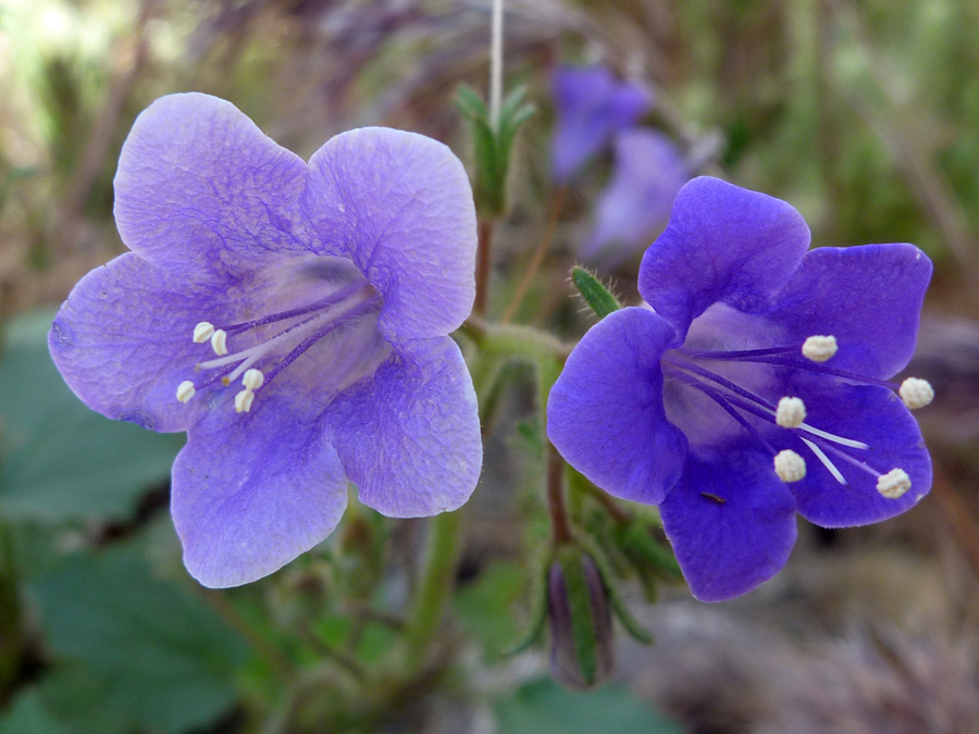 Two flowers