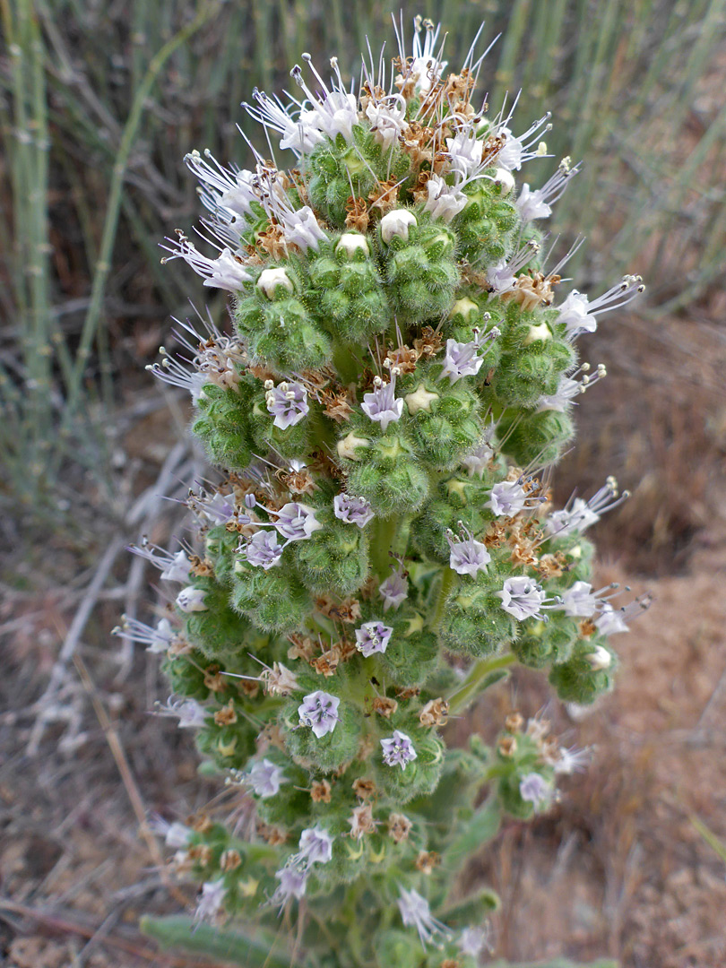 Elongated flower cluster