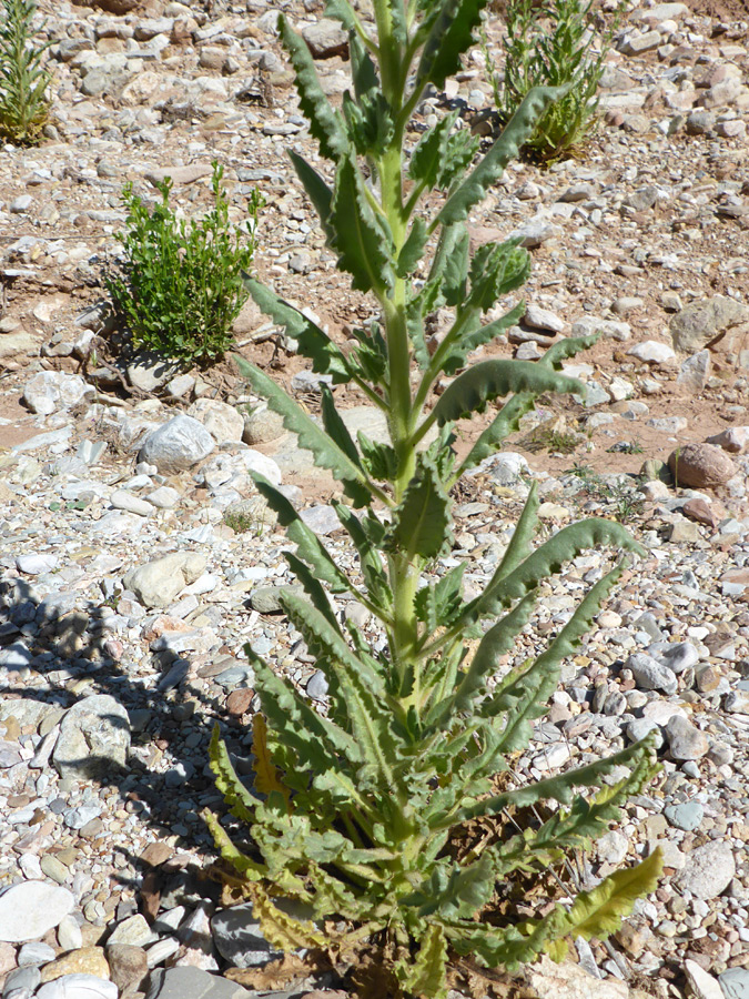 Stem and leaves