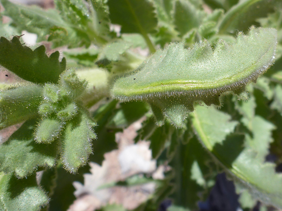 Hairy leaves