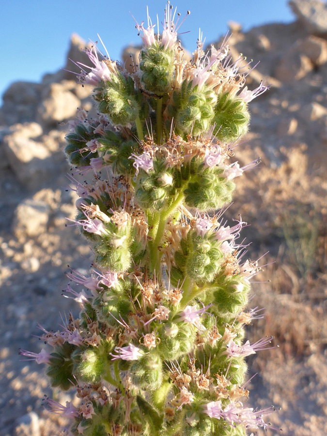 Flower cluster