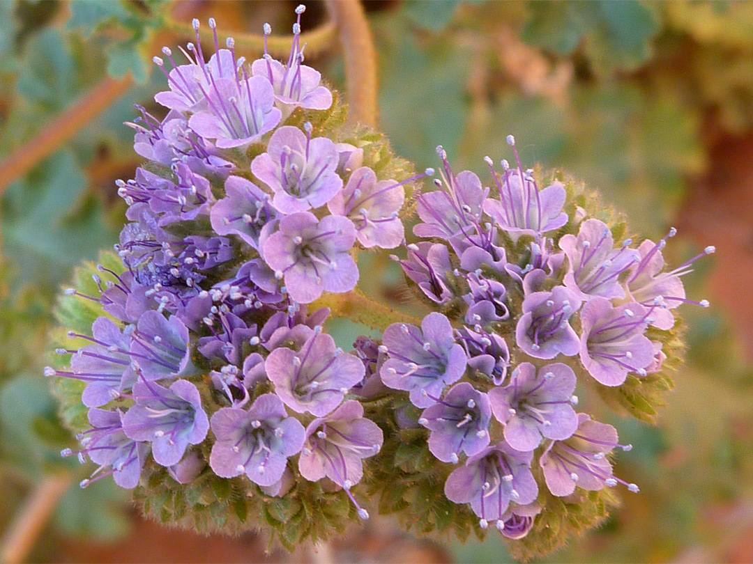 Pedicellate phacelia